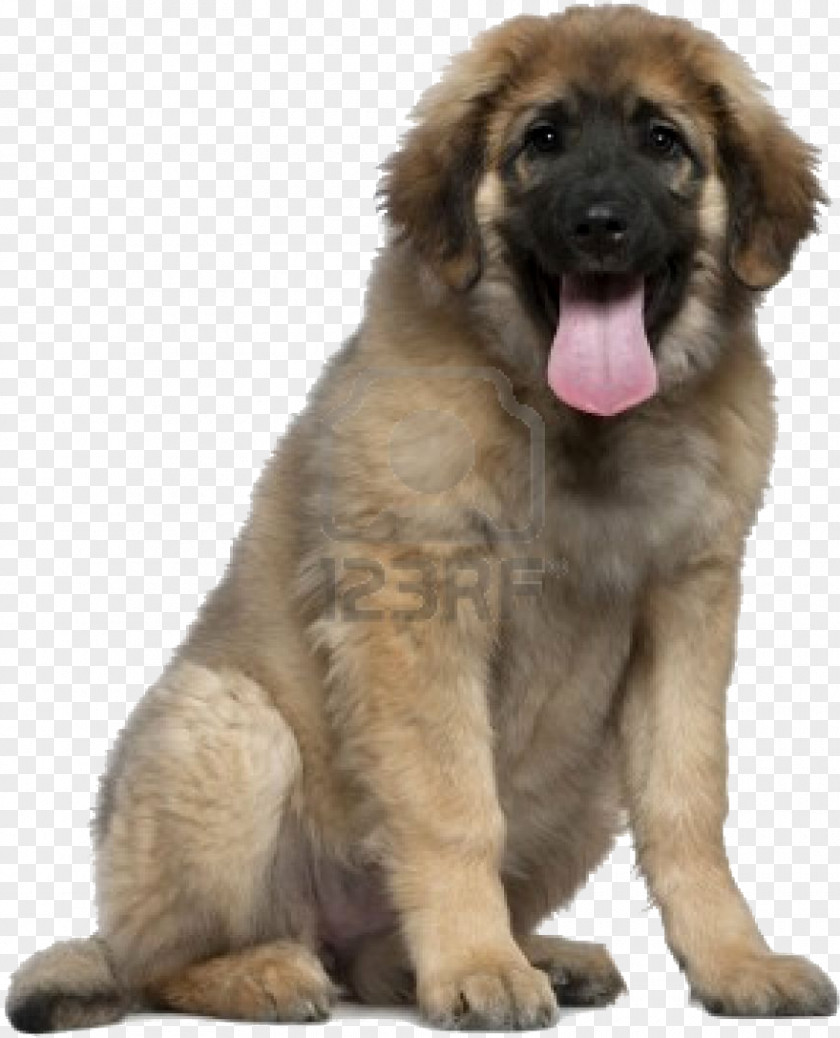 Golden Retriever Leonberger Puppy German Shepherd Labrador Spanish Water Dog PNG