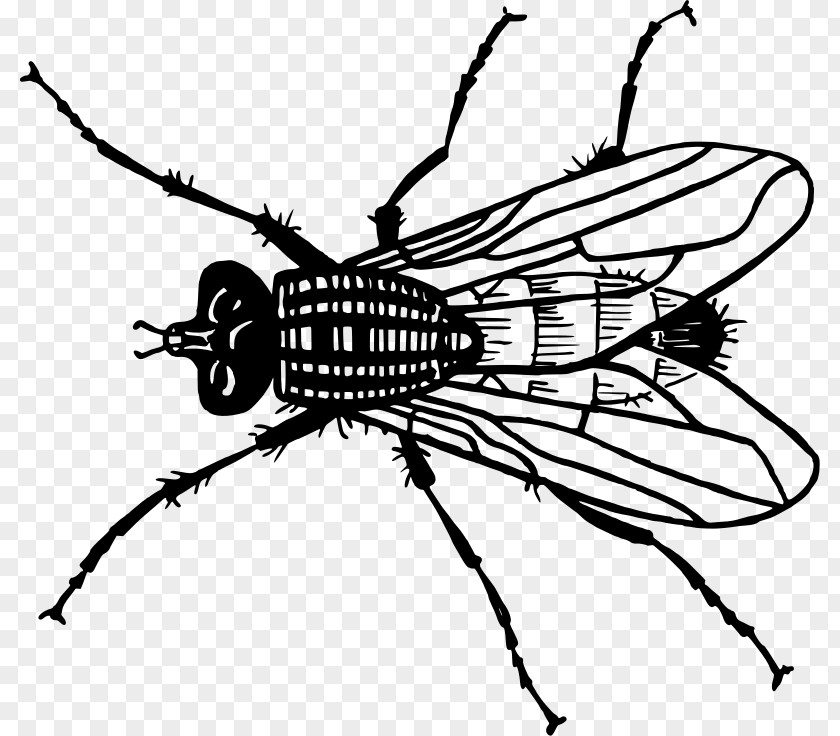 Insect Housefly Clip Art PNG
