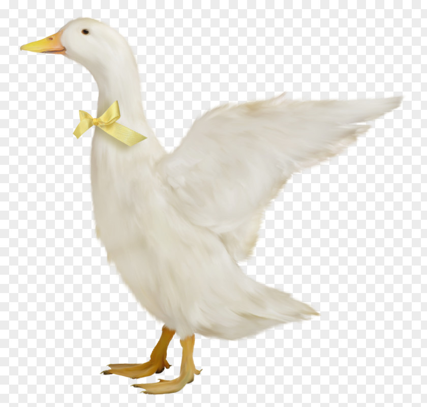 Lovely Goose Duck Domestic PNG