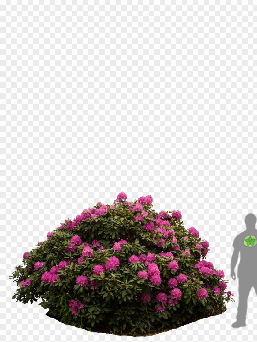 Tree Rhododendron Rose Family Shrub Floral Design PNG