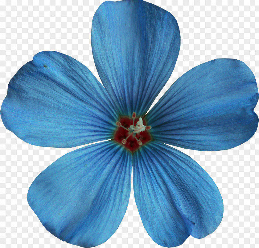 Blue Floral Color Clip Art PNG