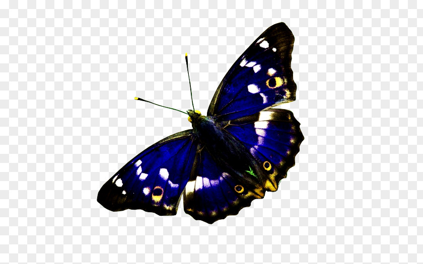 Butterfly Monarch Lesser Purple Emperor PNG