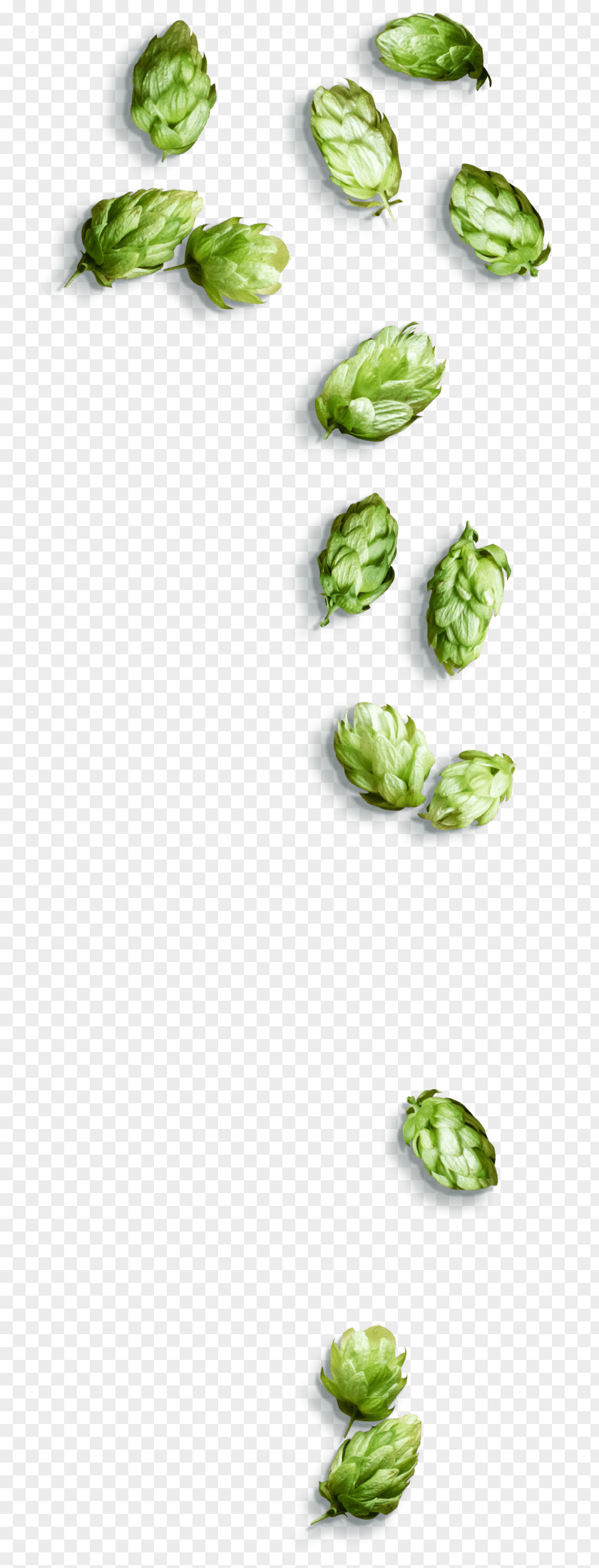 Humulus Lupulus Superfood Vegetables Cartoon PNG