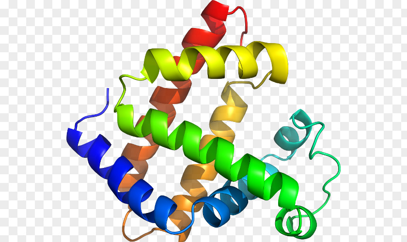 Line Myoglobin Clip Art PNG