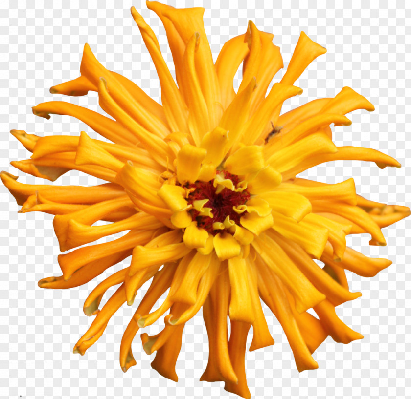 Plant Zinnia Cut Flowers Dahlia Chrysanthemum PNG