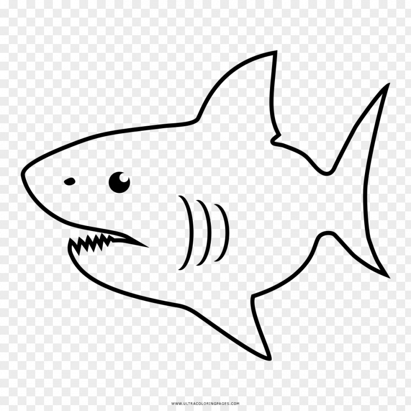 Shark Requiem Sharks Drawing Coloring Book PNG