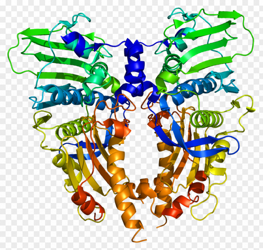 Type II Topoisomerase Enzyme DNA TOP2A PNG