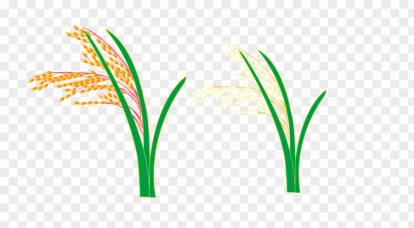 Vector Rice And Wheat Logo Grasses Leaf Plant Stem Font PNG