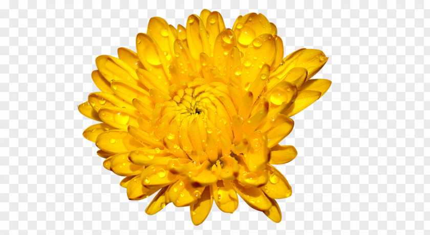 Chrysanthemen Clip Art Image Desktop Wallpaper Chrysanthemum PNG