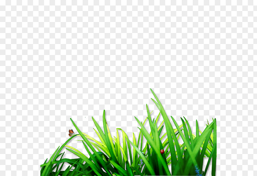 Grass Download Lawn Computer File PNG