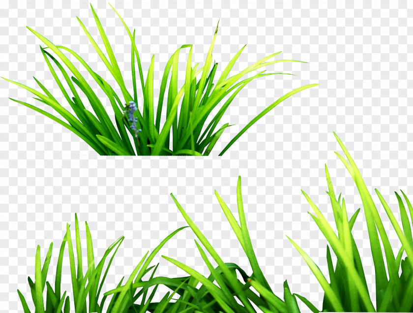 Grass Image, Green Picture Grasses Clip Art PNG