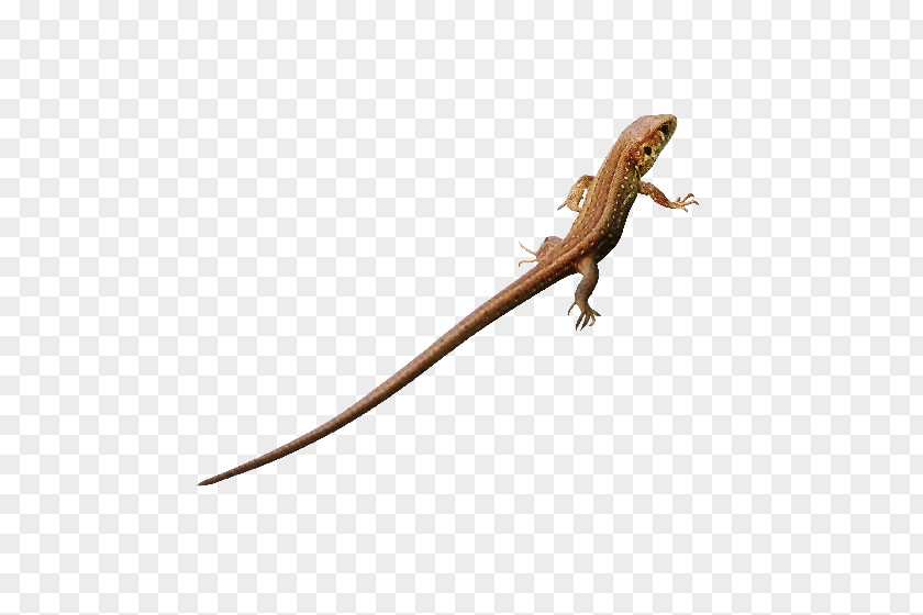 Lizard Agamas Brown Anole Green PNG