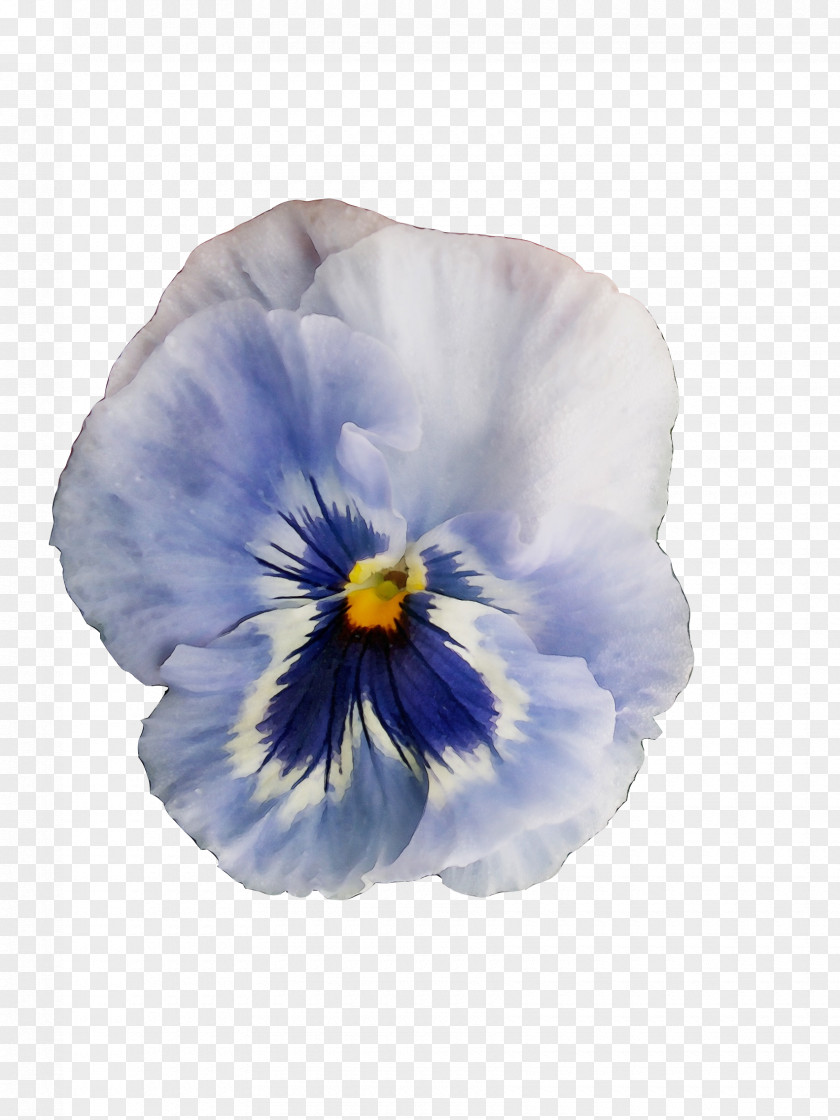 Wildflower Viola Flower Petal Violet Pansy Plant PNG