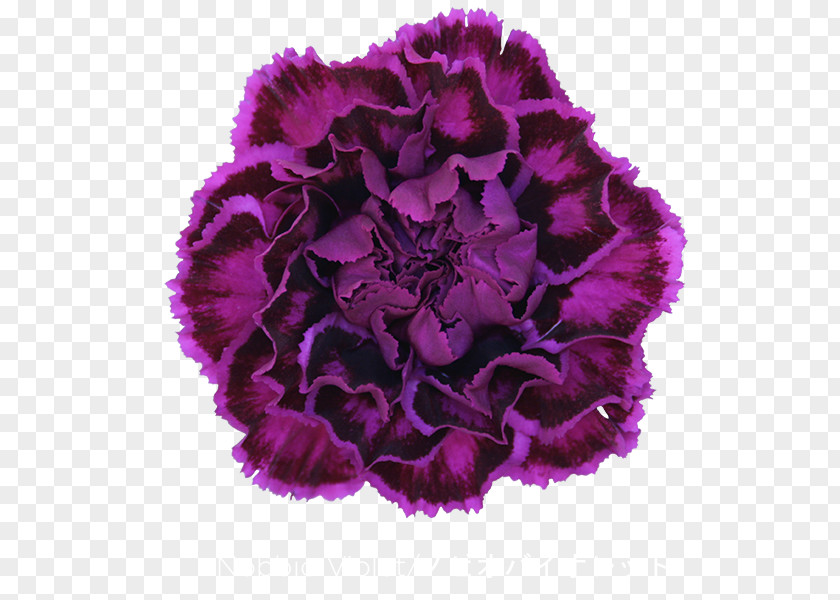 Flower Carnation Cut Flowers Violet Dianthus Chinensis PNG
