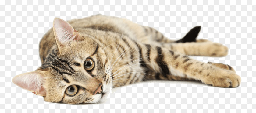 Lying Cat Bengal Whiskers Savannah Ocicat California Spangled PNG