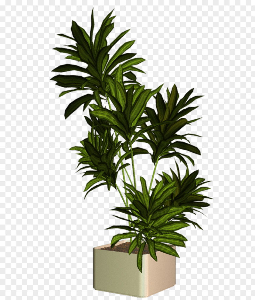 Plant PhotoScape PNG
