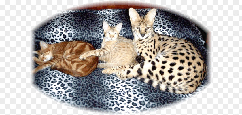 Savannah Cat Bengal Kitten Ocicat Whiskers PNG