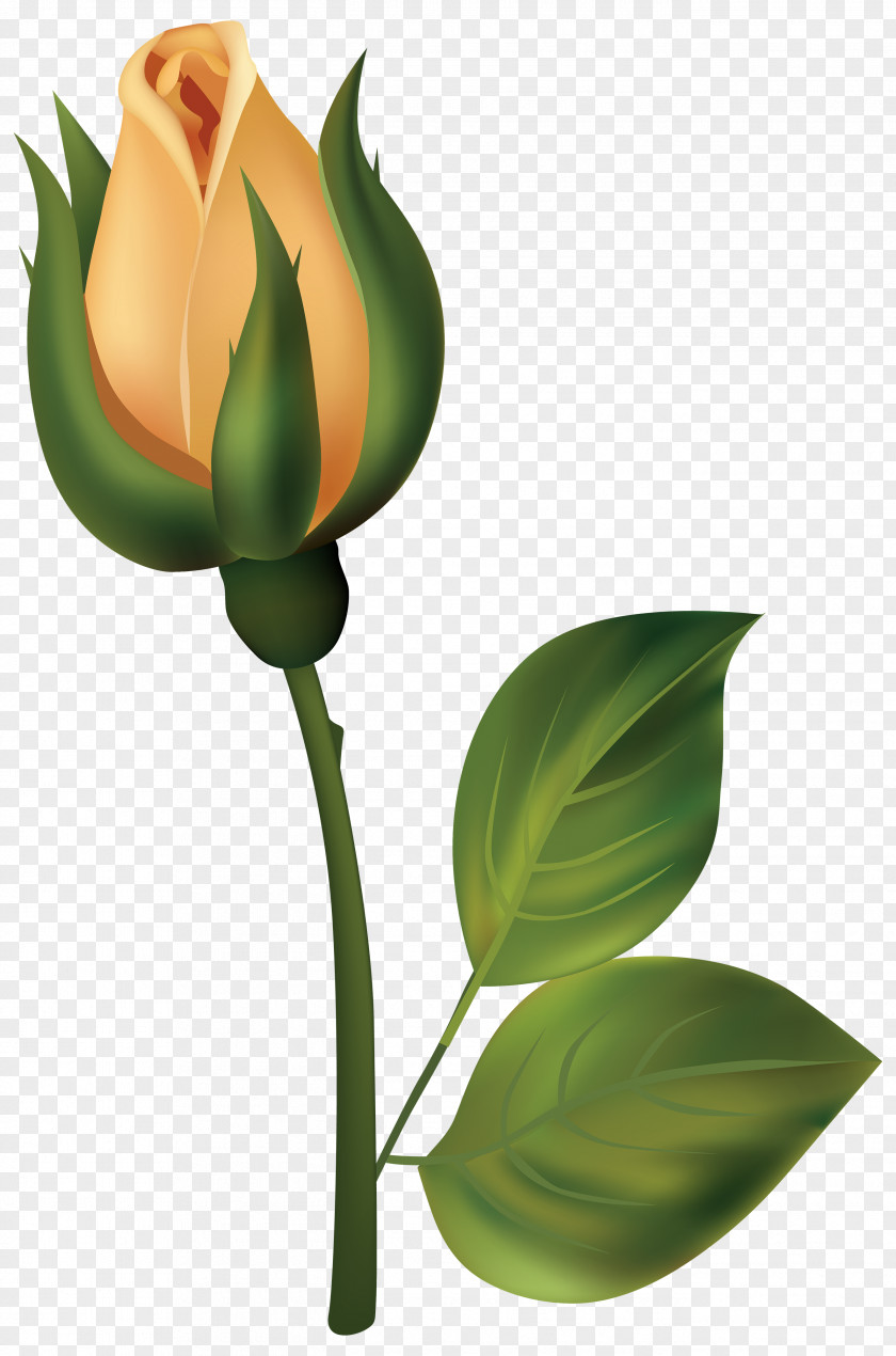 Yellow Rose Bud White Clip Art PNG