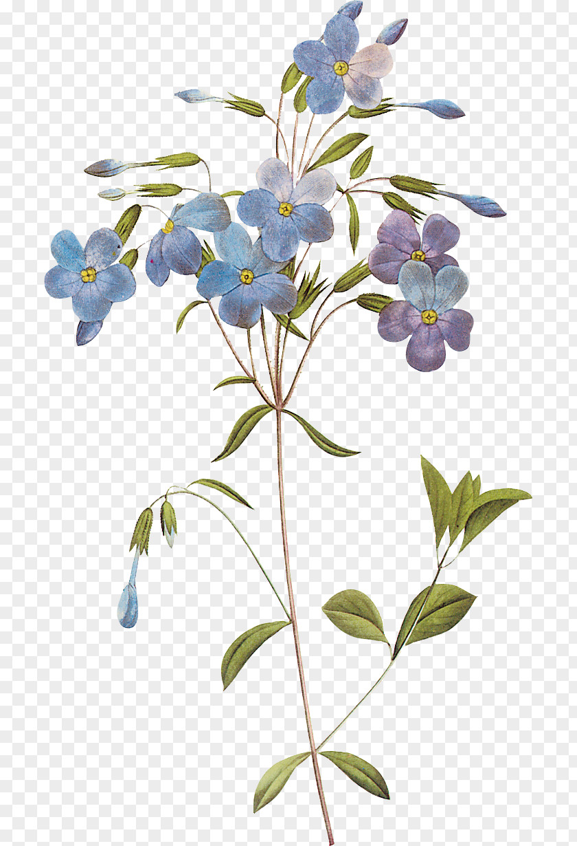 Flower Botany Art Painting PNG
