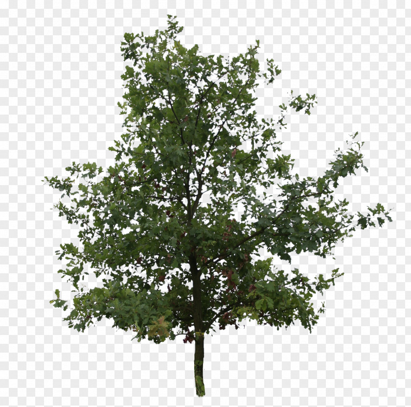 Tree English Oak Southern Live Northern Red Plant PNG