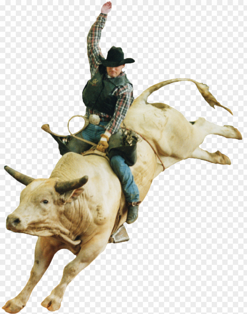 Bull Calf Roping Professional Rodeo Cowboys Association Riding PNG