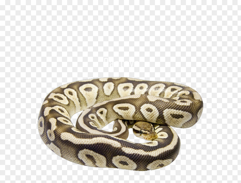 Exotic Snakes Boa Constrictor Reptile Bee Butter Cake PNG