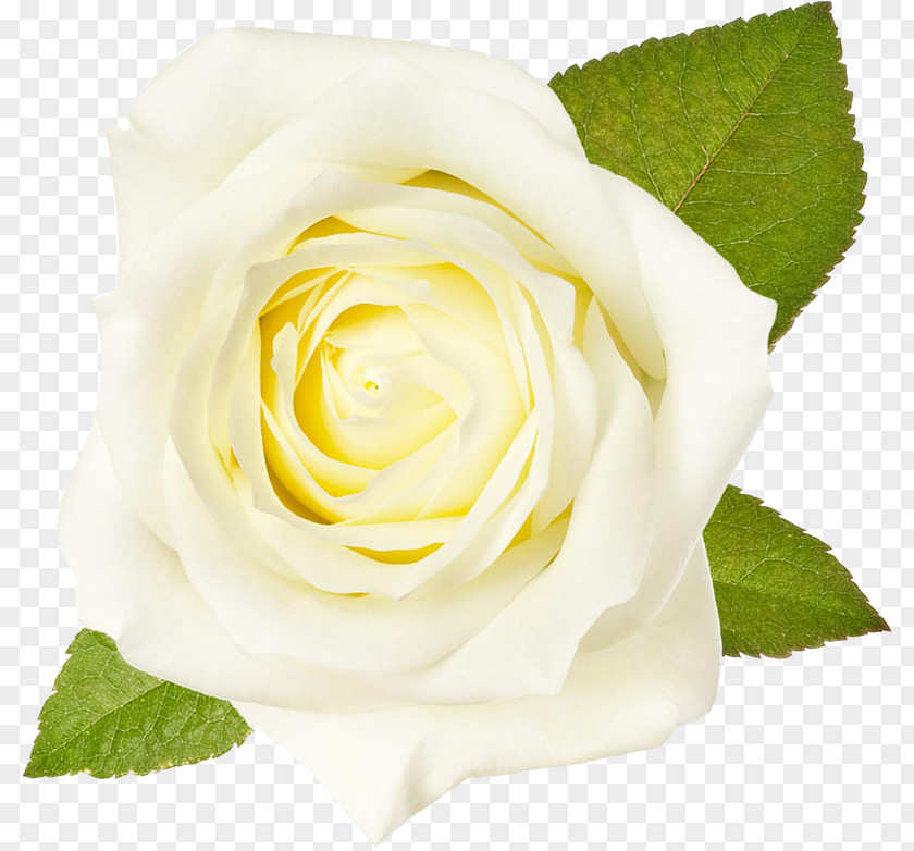 Flower Garden Roses White Cabbage Rose Floribunda PNG