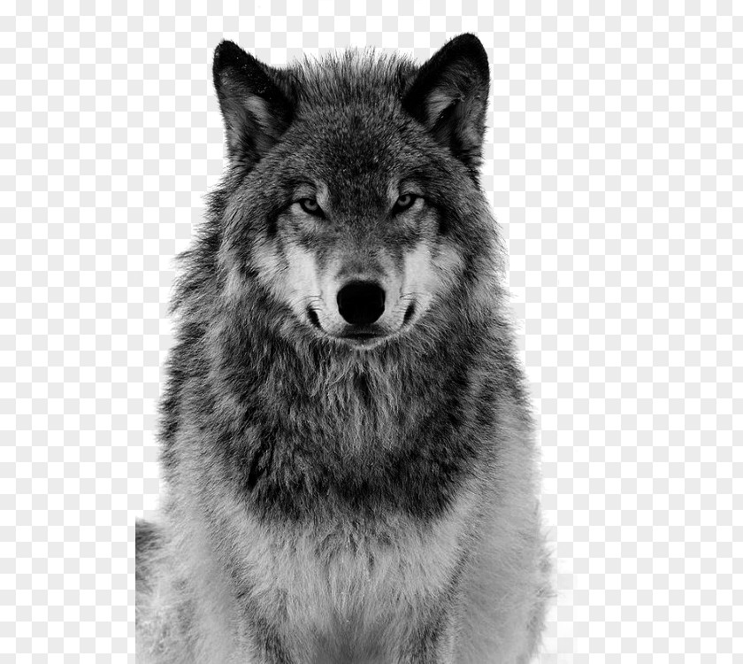 Grey Wolf Free Pull Material Dog Arctic Coyote Canidae Tiger PNG