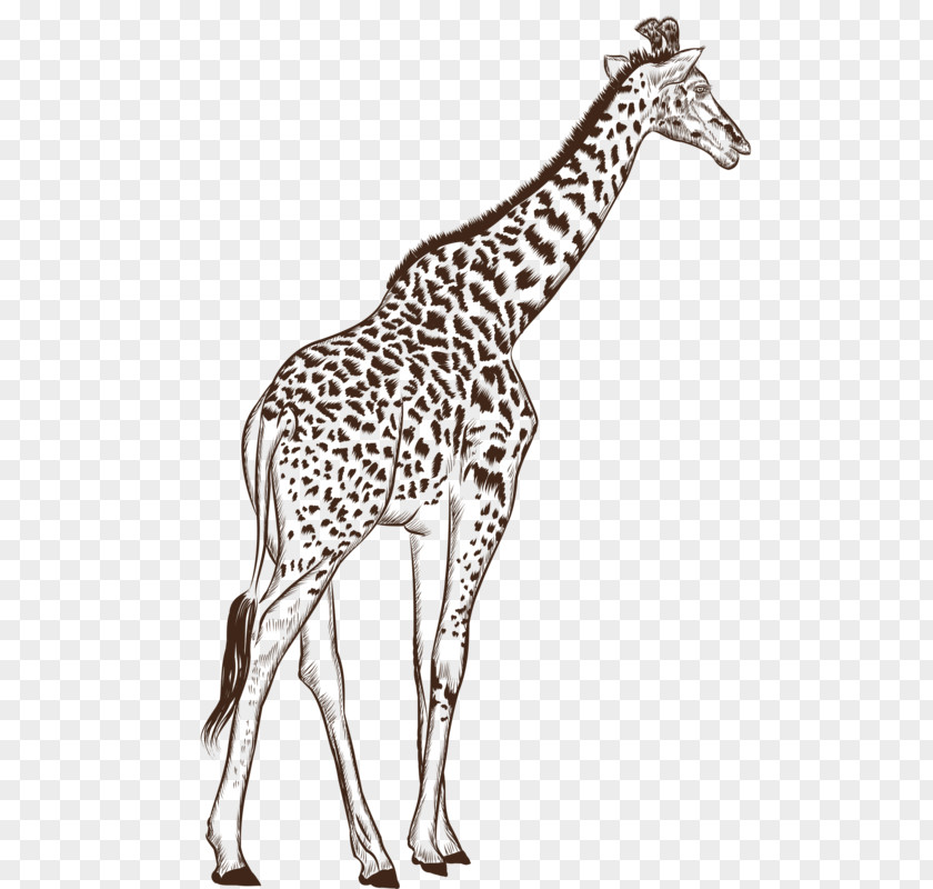 Hand-painted Cartoon Giraffe Northern Black And White Drawing PNG