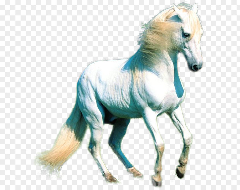Mustang White Horse PNG