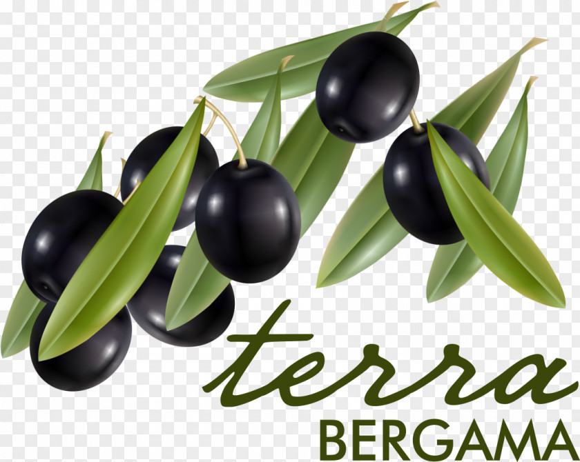 Olive Oil Yukarıkırıklar Köyü Branch Bergama PNG