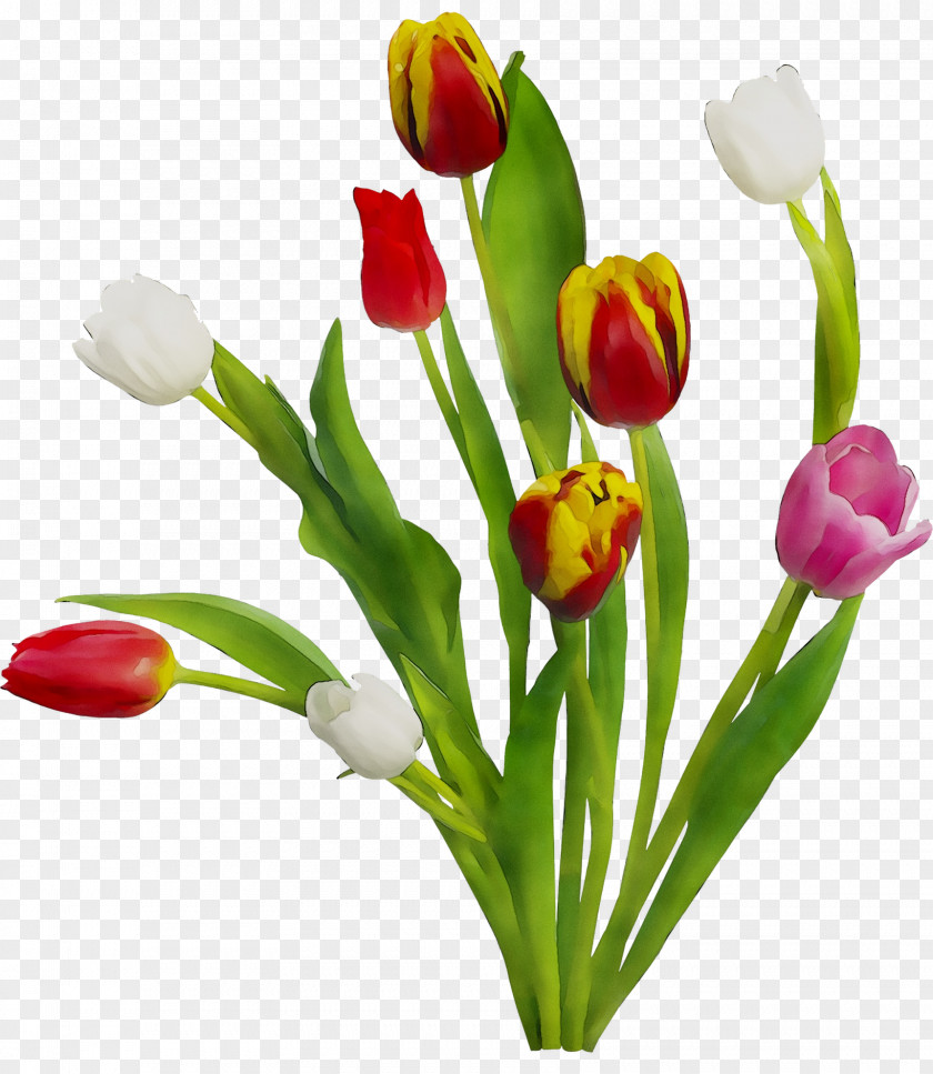 Flower Tulip Uday Park Floral Design Facebook PNG