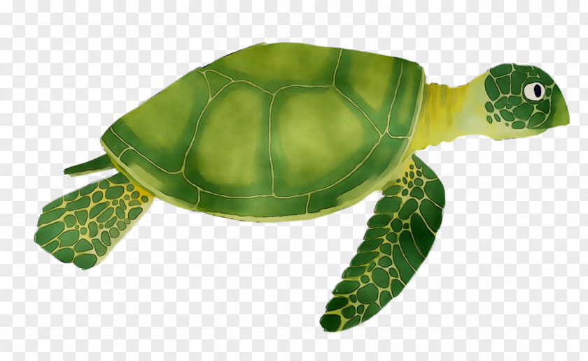 Loggerhead Sea Turtle Pond Turtles Tortoise M PNG