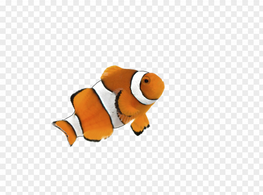 Rio Clownfish Goldfish Siamese Fighting Fish Desktop Wallpaper PNG