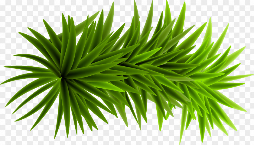 Small Fresh Green Grass Computer File PNG