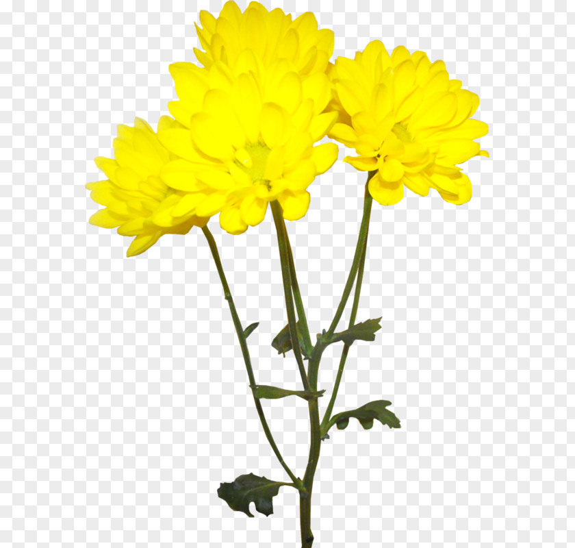 Yellow Chrysanthemum Flower Decoration Pattern Euclidean Vector PNG