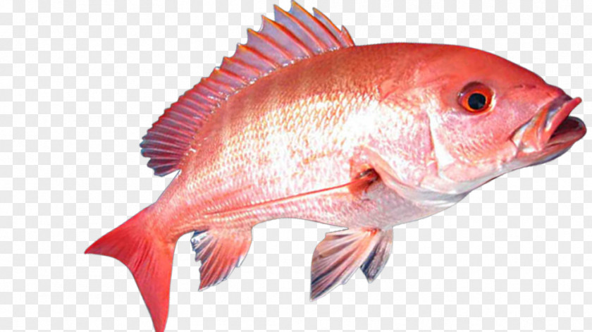Fish Northern Red Snapper Fishing Tilapia PNG