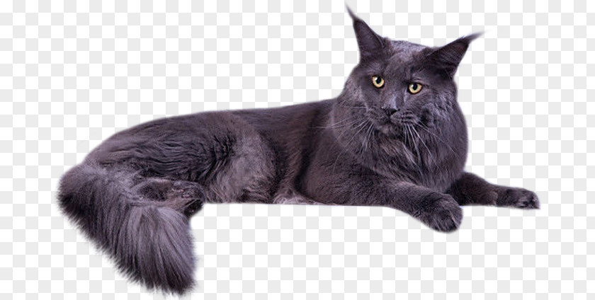 Kitten Maine Coon Bombay Cat Nebelung Black Malayan PNG