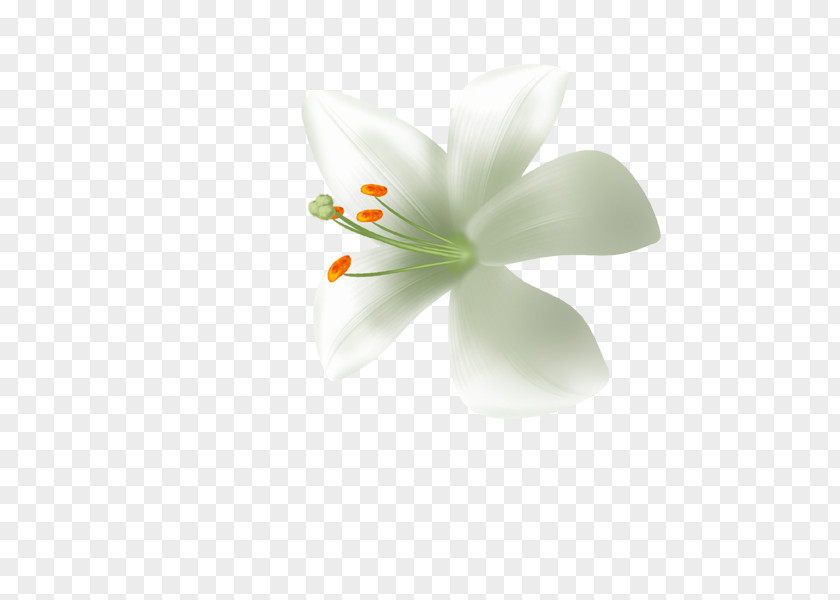 Lily Lilium Candidum White Download PNG
