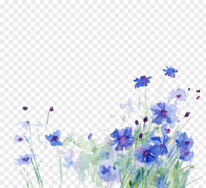 Blue Flowers Cornflower Watercolor Painting Illustration PNG