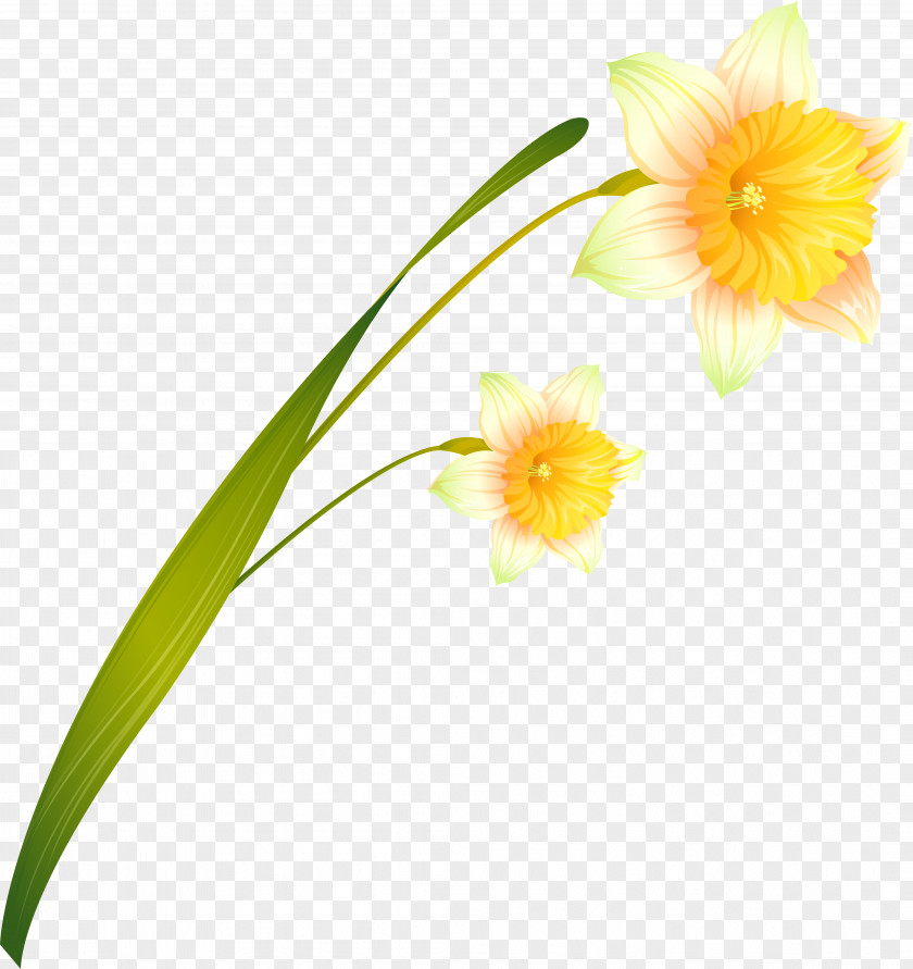 Daffodil Cut Flowers Russia PNG