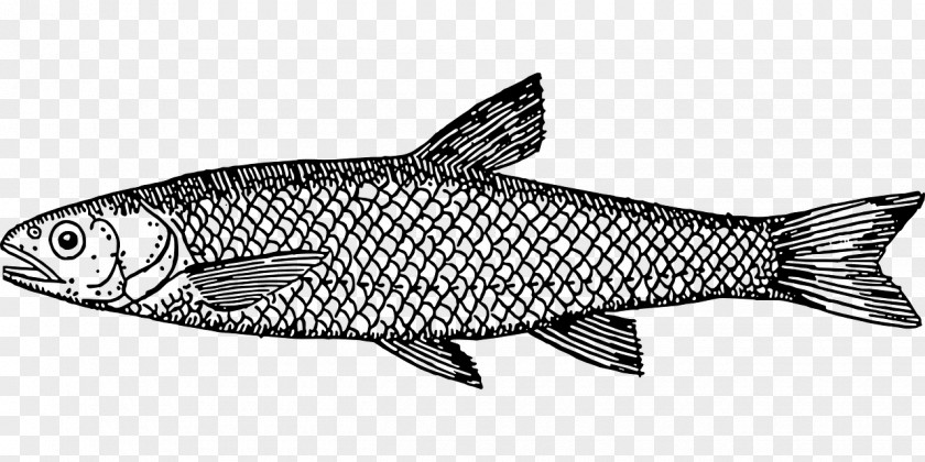 Fish Drawing Line Art Clip PNG