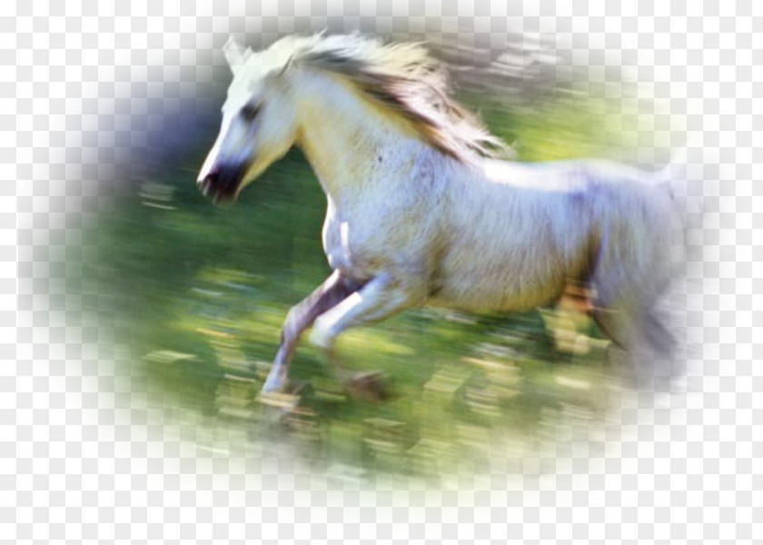 Horse Canter And Gallop Blingee PNG