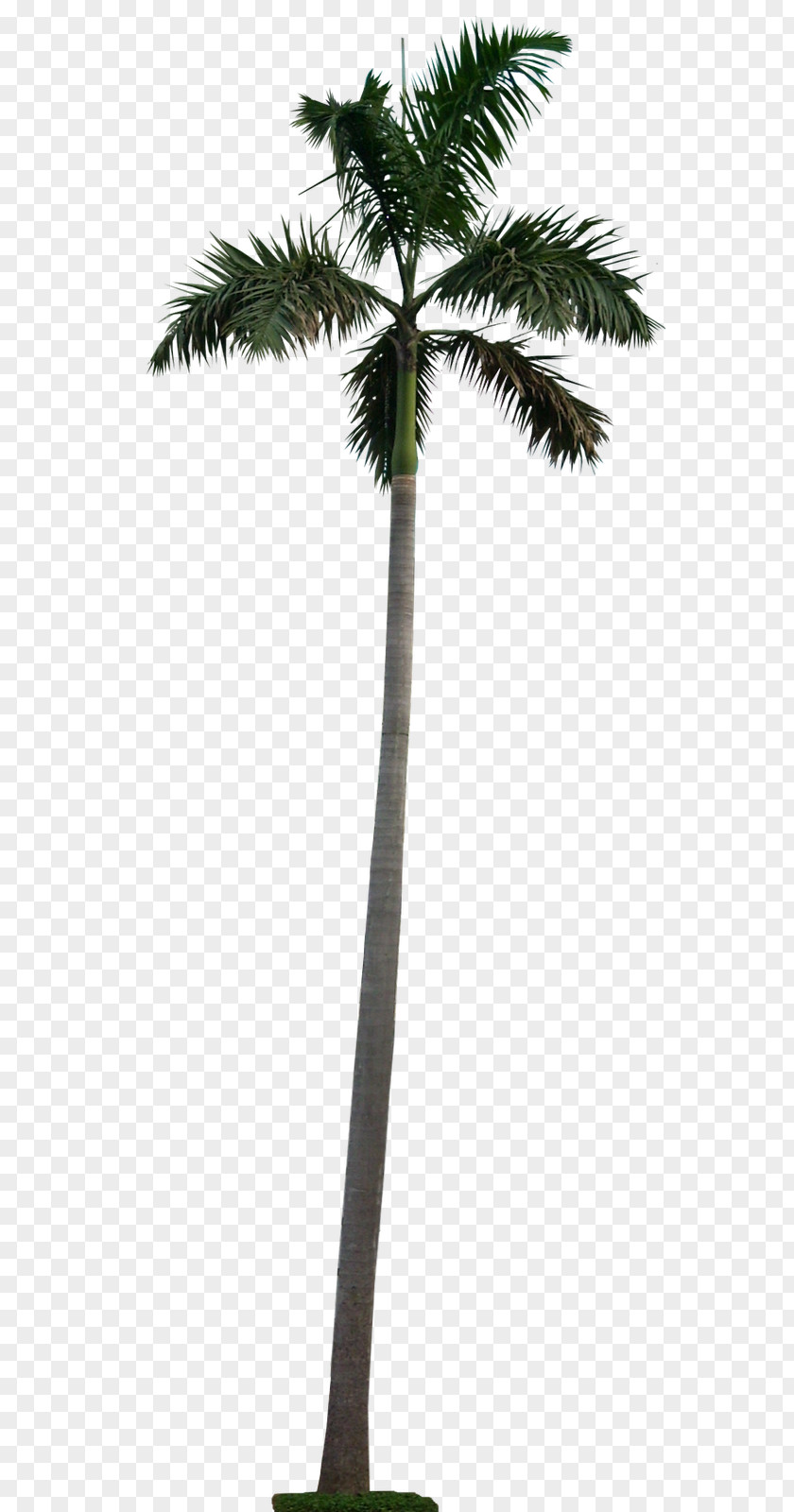 Blue Latan Palm Tree Image Adonidia Washingtonia Filifera PNG