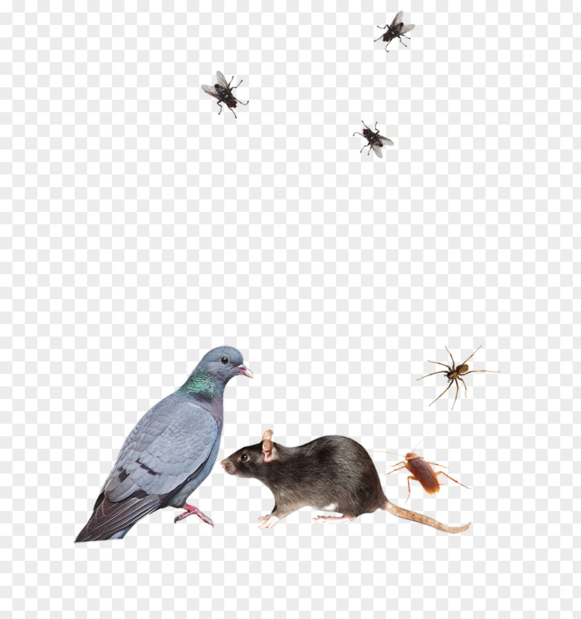 Rat Pest Control Insecticide Rodenticide PNG