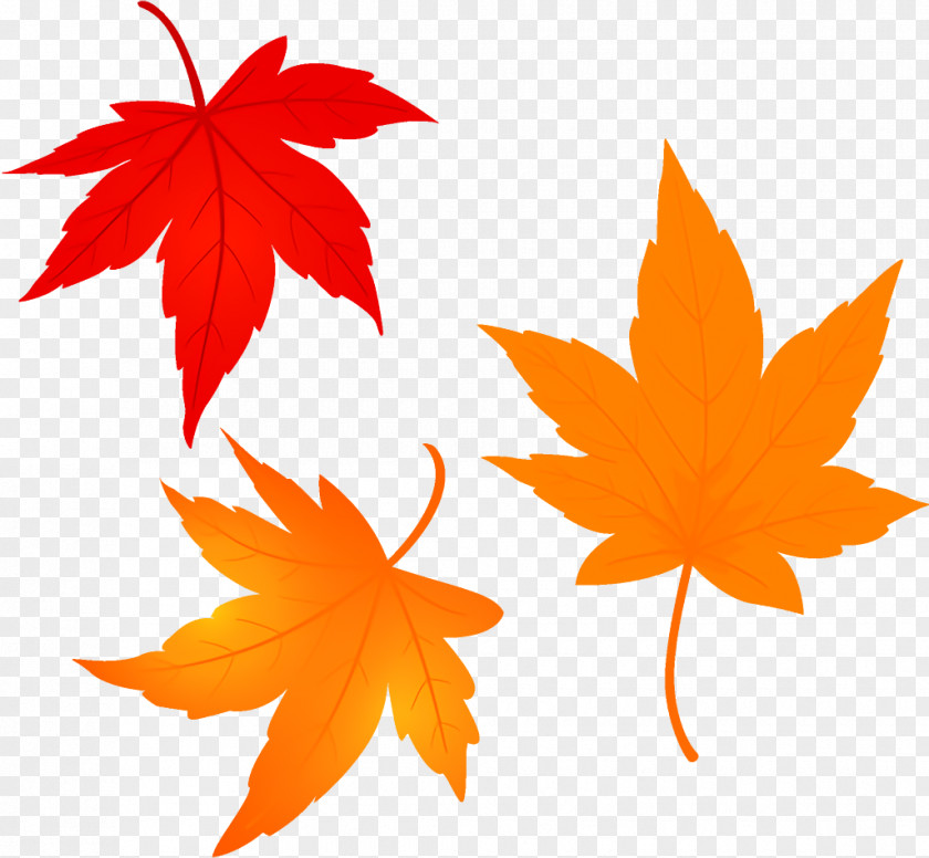 Sweet Gum Maple Leaves Autumn Fall PNG