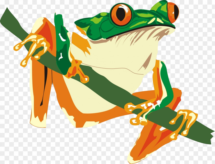 Frog African Bullfrog Reptile Amphibian Lizard PNG
