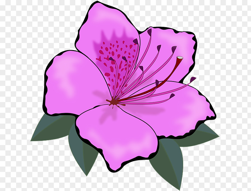 Leaf Violet Flowering Plant Petal Pink Flower PNG