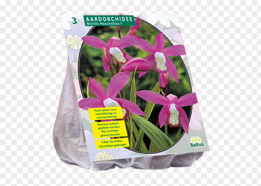 Bulb Incarvillea Vascular Plant Powell's Swamp Lily Gladiolus PNG