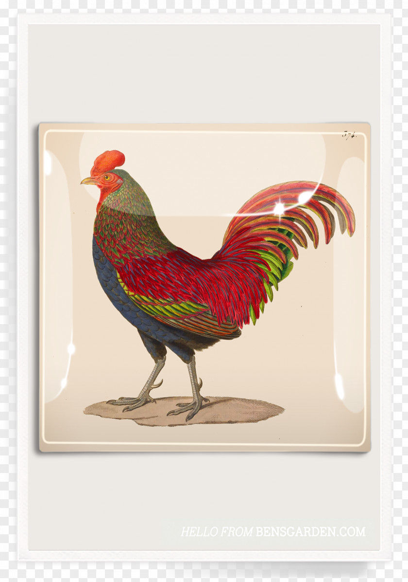 Chicken Rooster Work Of Art Printing Art.com PNG